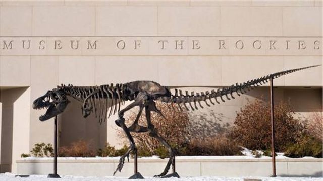 Esqueleto de Tiranossauro rex de bronze no Museu das Montanhas Rochosas, em Montana, nos Estados Unidos