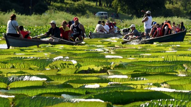 Los extraordinarios lirios gigantes que reaparecieron sorpresivamente en un  río de Paraguay - BBC News Mundo