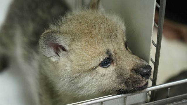 China presenta el primer lobo ártico clonado del mundo - BBC News Mundo