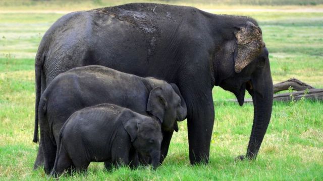 மின்னேரியா தேசிய பூங்காவில் உள்ள யானைகள்