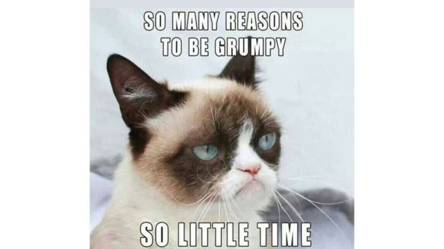 Grumpy Cat RIP: A look back at the life of famous cat - CBBC Newsround