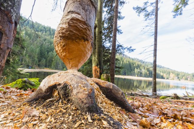 A tree chewed by a beaver