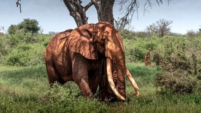 盧加德：超級獠牙大象