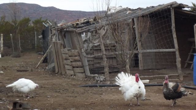 Pollos y pavos en la granja del hijo de Albino Campo