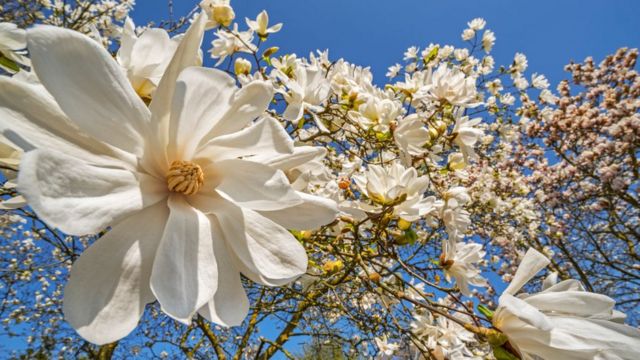 Arbol de magnolia