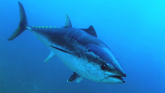 金枪鱼是顶级捕食者，保持其他种群的健康。(photo:BBC)