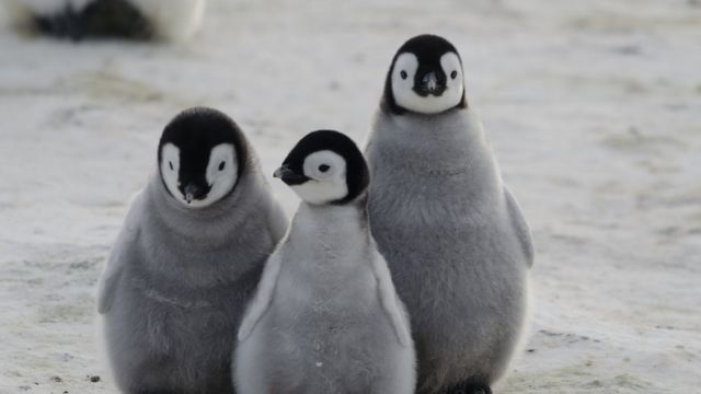 Pingüino emperador: la catástrofe que hizo que se ahogaran miles de crías  en la Antártida - BBC News Mundo