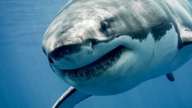 Мало кто хотел бы иметь улыбку, как у акулы, но ученые надеются, что когда-нибудь мы обретем способность этих хищников регенерировать свои зубы