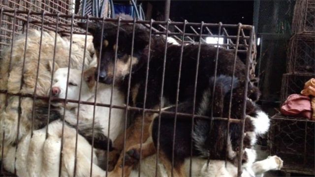 COEXISTENCE OF ANIMAL RIGHTS ON EARTH (CARE)