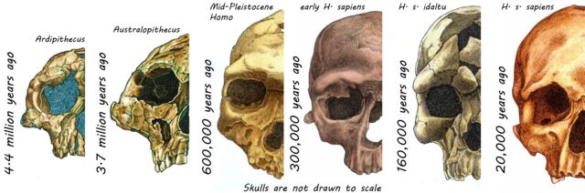 Ilustración de la evolución del rostro humano.
