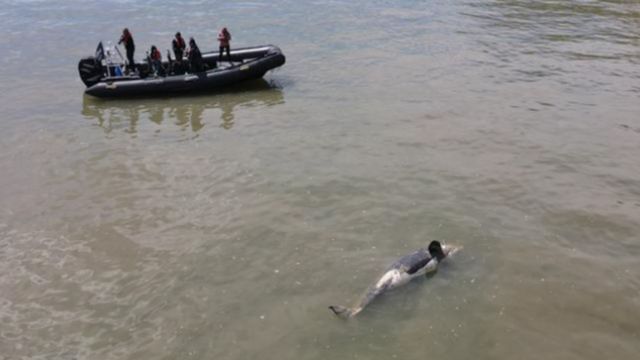 صورة لنشطاء يتابعون الحوت.