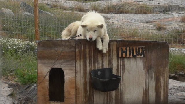 Um cão de trenó deitado em seu canil na Groenlândia
