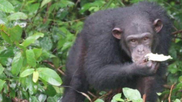 Chimp in Liberia