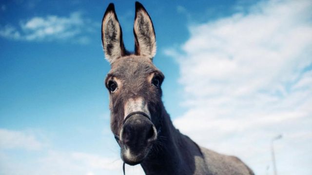 Film: EO - Magarac i ostale životinjske filmske zvezde - BBC News na ...