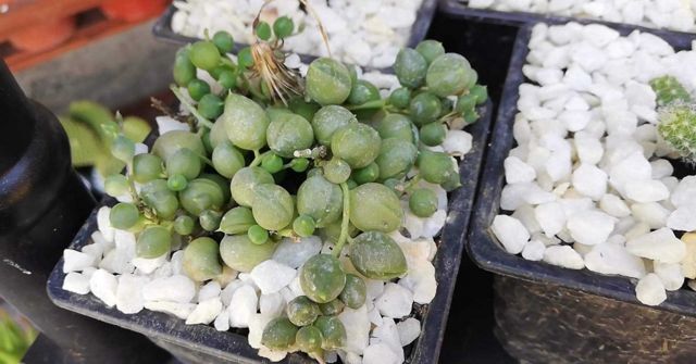 Ukrasni grašak deo je porodice sukulenata