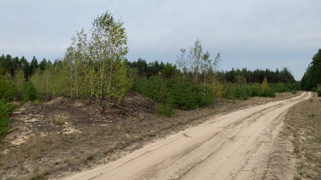 Ліс