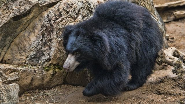 A sloth bear in an enclosure