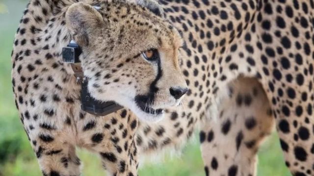 சாட்லைட் காலருடன் நமீபியாவில் இருந்து கொண்டு வரப்பட்ட சிறுத்தை