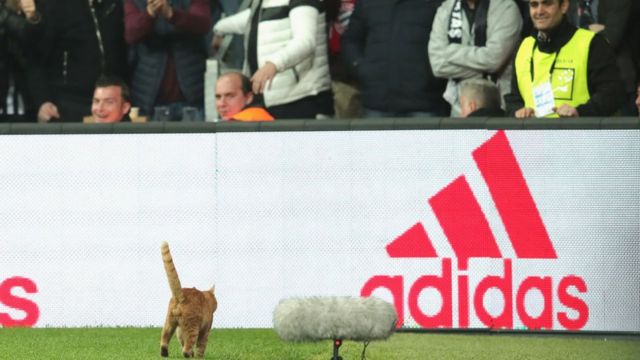 Uefa Don Charge Besiktas After Cat Waka For Field To Make Bayern Munich Match Stop Bbc News Pidgin