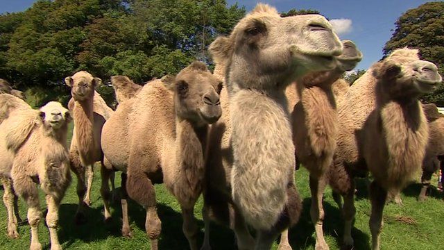 Camels for sale due to 'too many babies' - BBC News