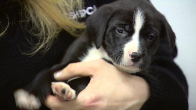 Puppy
