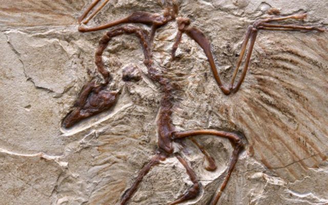 ซากฟอสซิลไดโนเสาร์ Archaeopteryx อายุ 150 ล้านปี