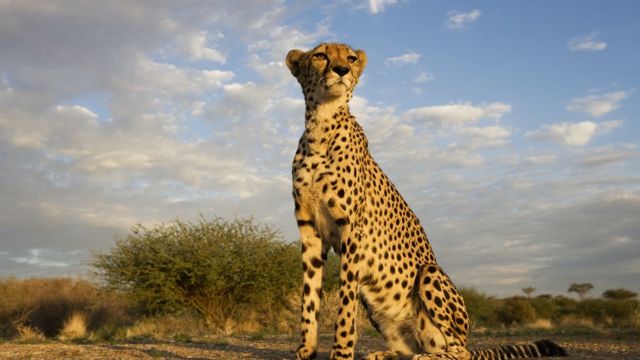 சிவிங்கிப் புலி