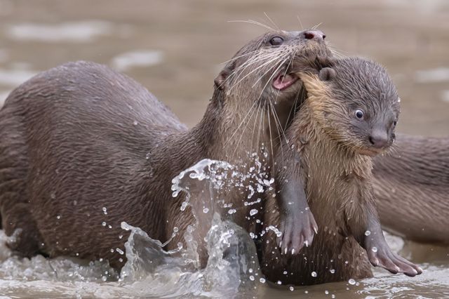 An otter holds her calf around her neck