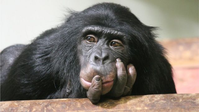 Chimpanzé