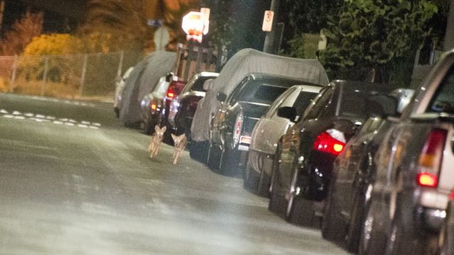 Crías de coyote paseando