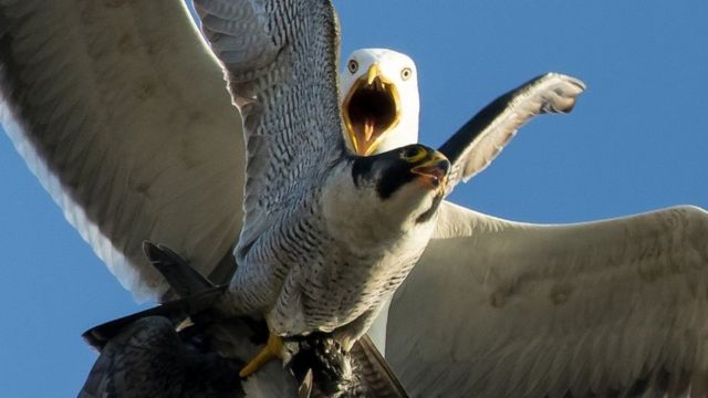 Gull attacking falcon