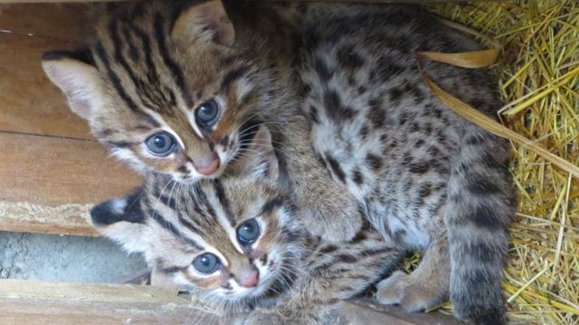 台灣石虎（Leopard Cat）俗名豹貓或山貓。