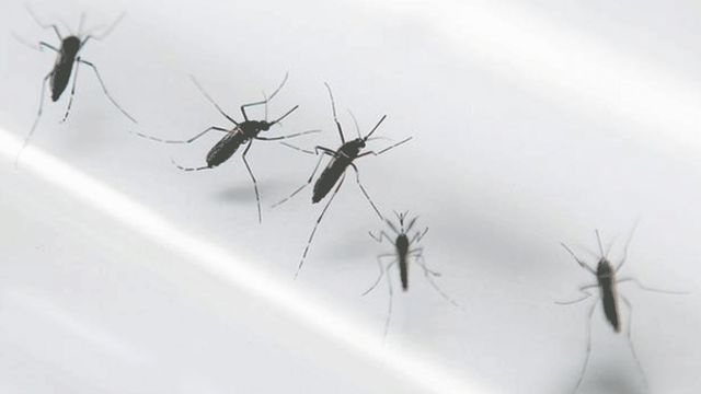 डेंगू के मच्छर