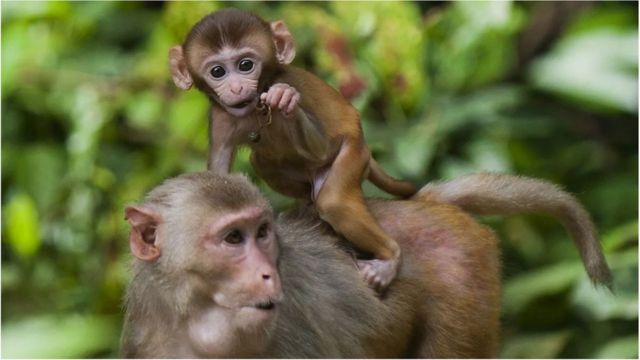 猴子试验证明少吃更长寿健康。(photo:BBC)