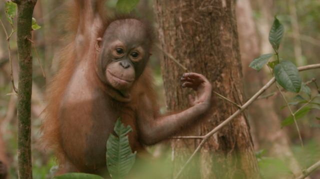 Orang-utans are a endangered species.