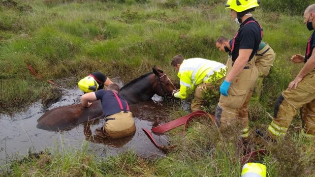 Horse and rider rescued from muddy bog in Cornwall - BBC News