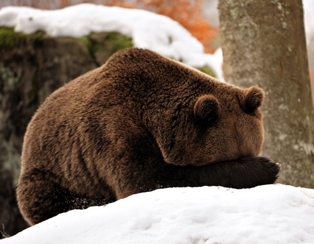 A bear covering his face