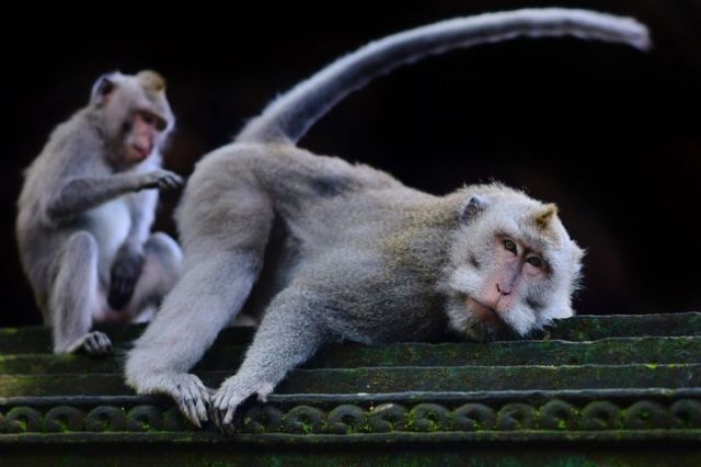 Puluhan monyet  merusak rumah warga di Lembang Bandung 