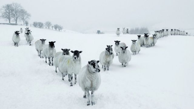 Овцы на снегу