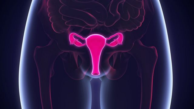 The ovaries in a woman's body