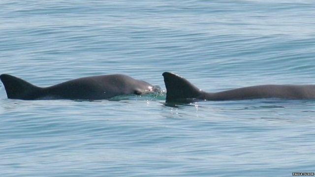 Vaquita porpoises are rarely seen