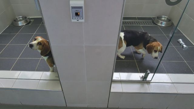 Kloning anjing di Korea Selatan