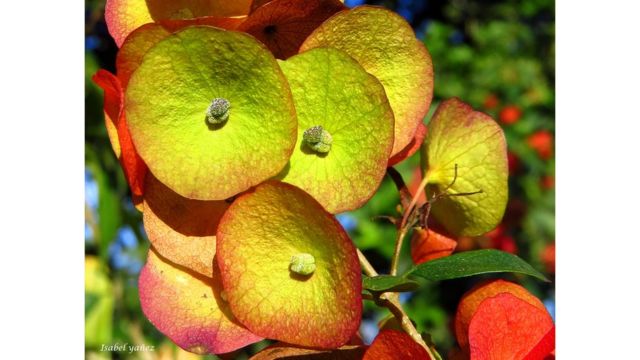 Imagen de un lector de BBC Mundo por el tema "Flores"