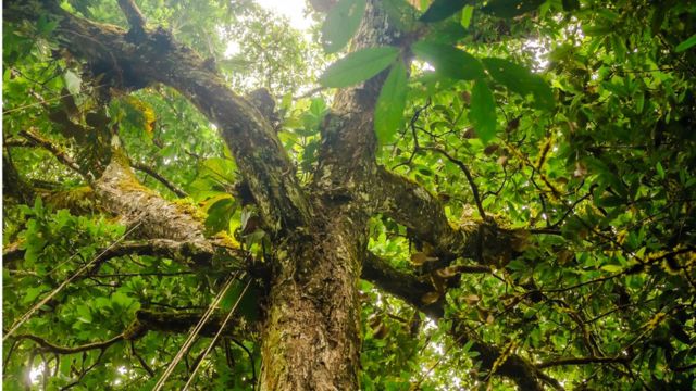 Imagem mostra copa de árvore na Amazônia