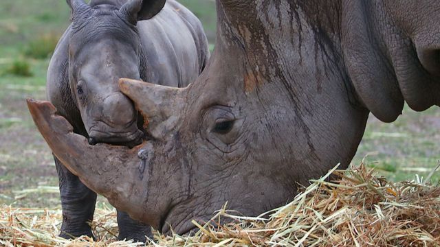 What is rhino horn made of?, News