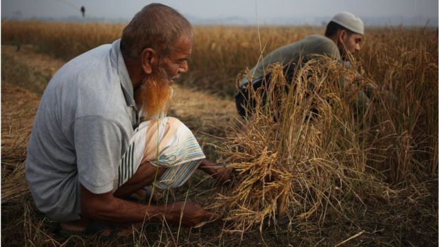 ধান পাকলেও, কাটার মতো পর্যাপ্ত কৃষক নেই।