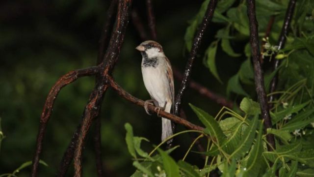 உலக சிட்டுக் குருவிகள் தினம் 2022