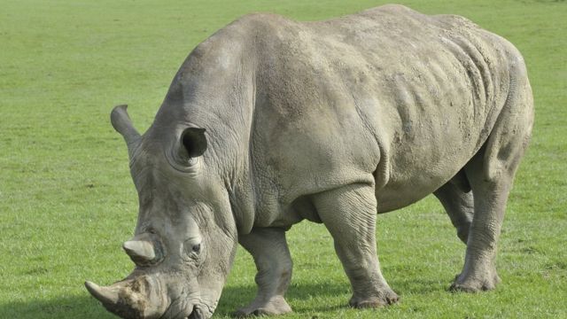 Kenya Le Rhinoceros Blanc En Voie D Extinction c News Afrique