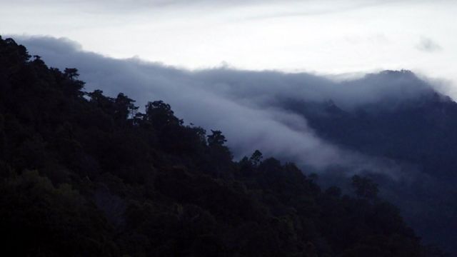 Leuser