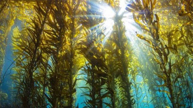 北欧饮食中还有许多海藻和海带类，它们富含碘、欧米茄-3脂肪酸，甚至维生素D等。(photo:BBC)